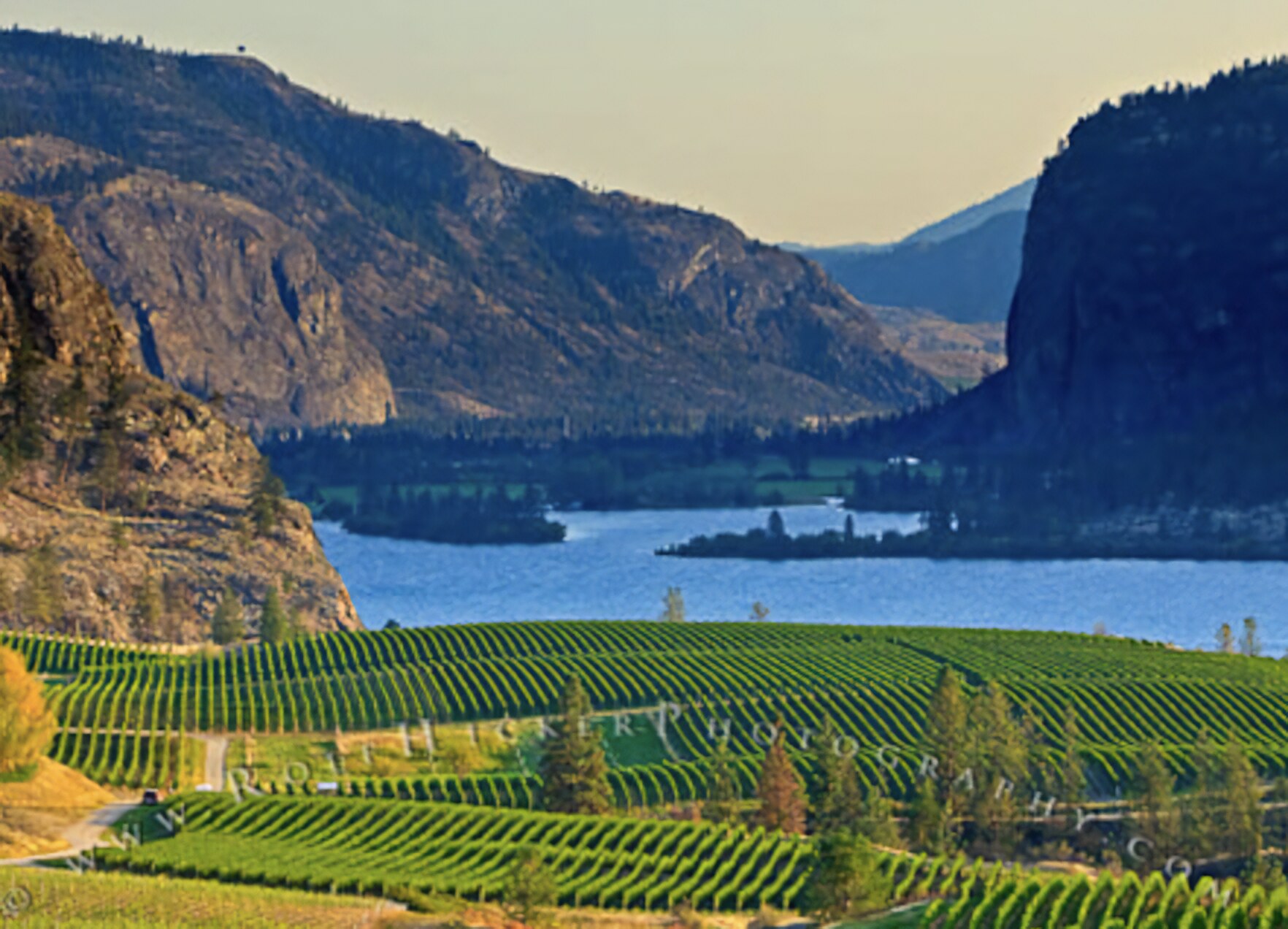 Vineyards and McIntyre Bluff above the lake near Chilliwack, BC at golden hour